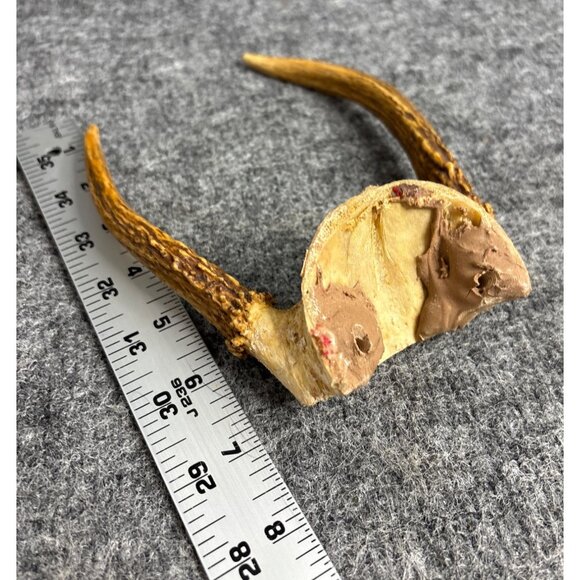 Vintage Deer Antler European Mount #8 - Picture 5 of 5